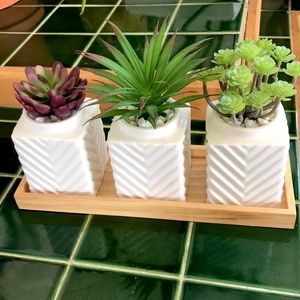 Succulent Plant Display